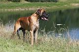 DOGUE ALLEMAND 046